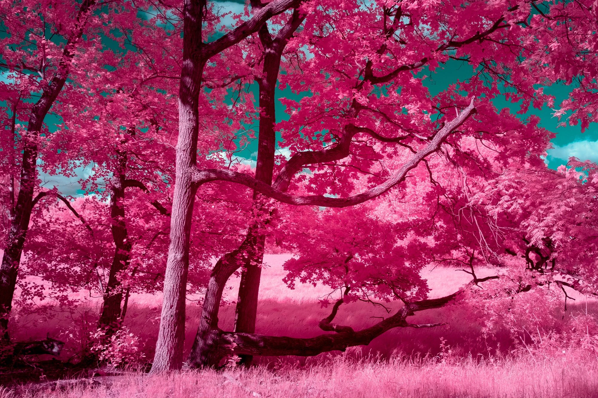 Mystical Whispers of the Land