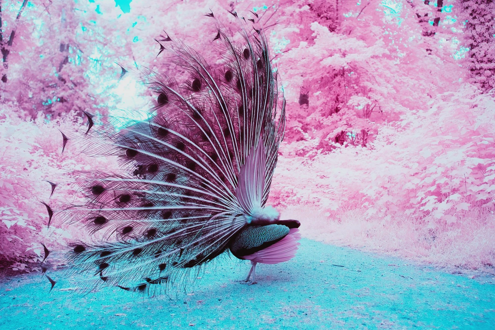 A majestic peacock #2