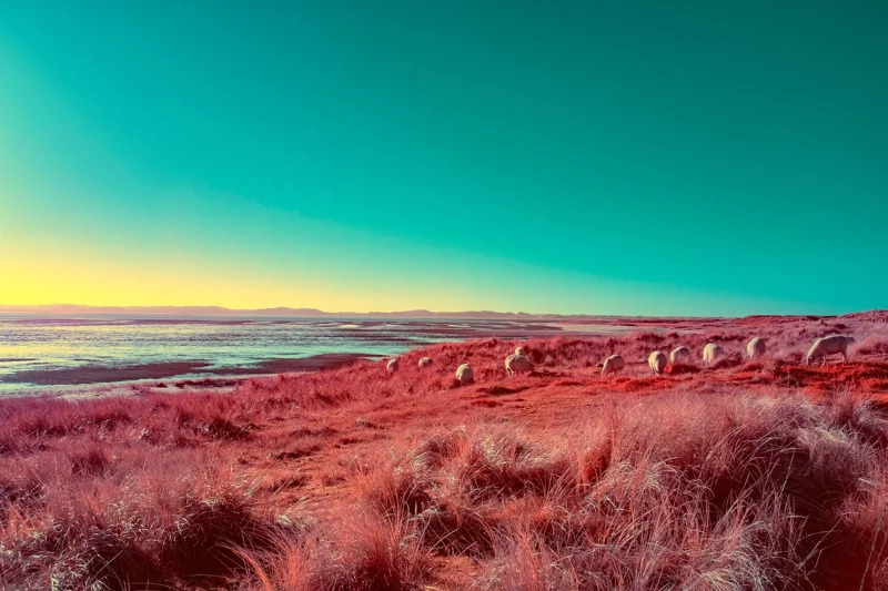 Sheep at the Edge of Light