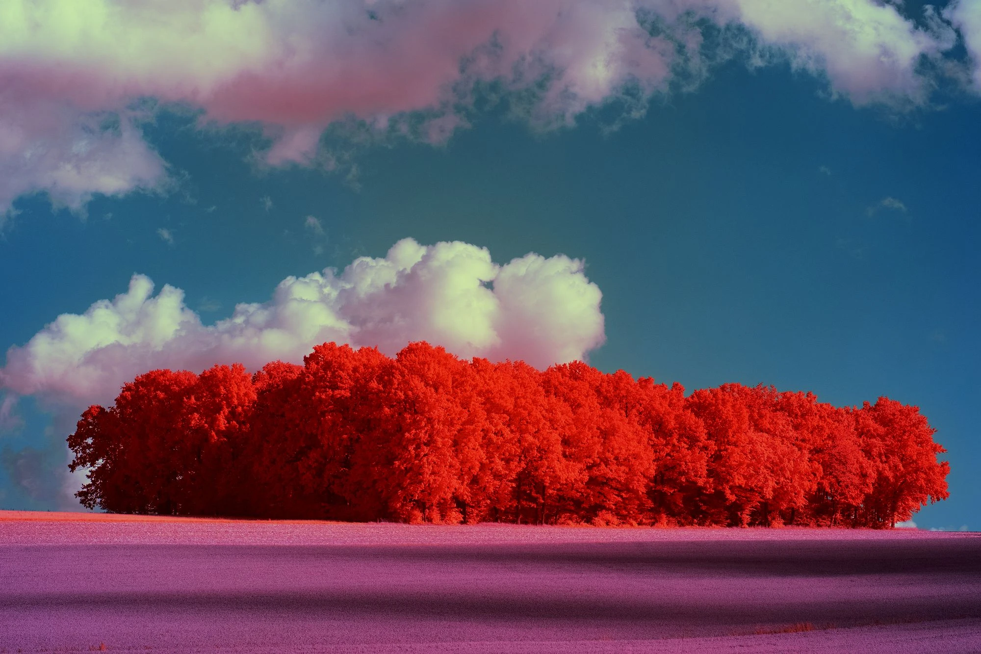 Childhood Grove