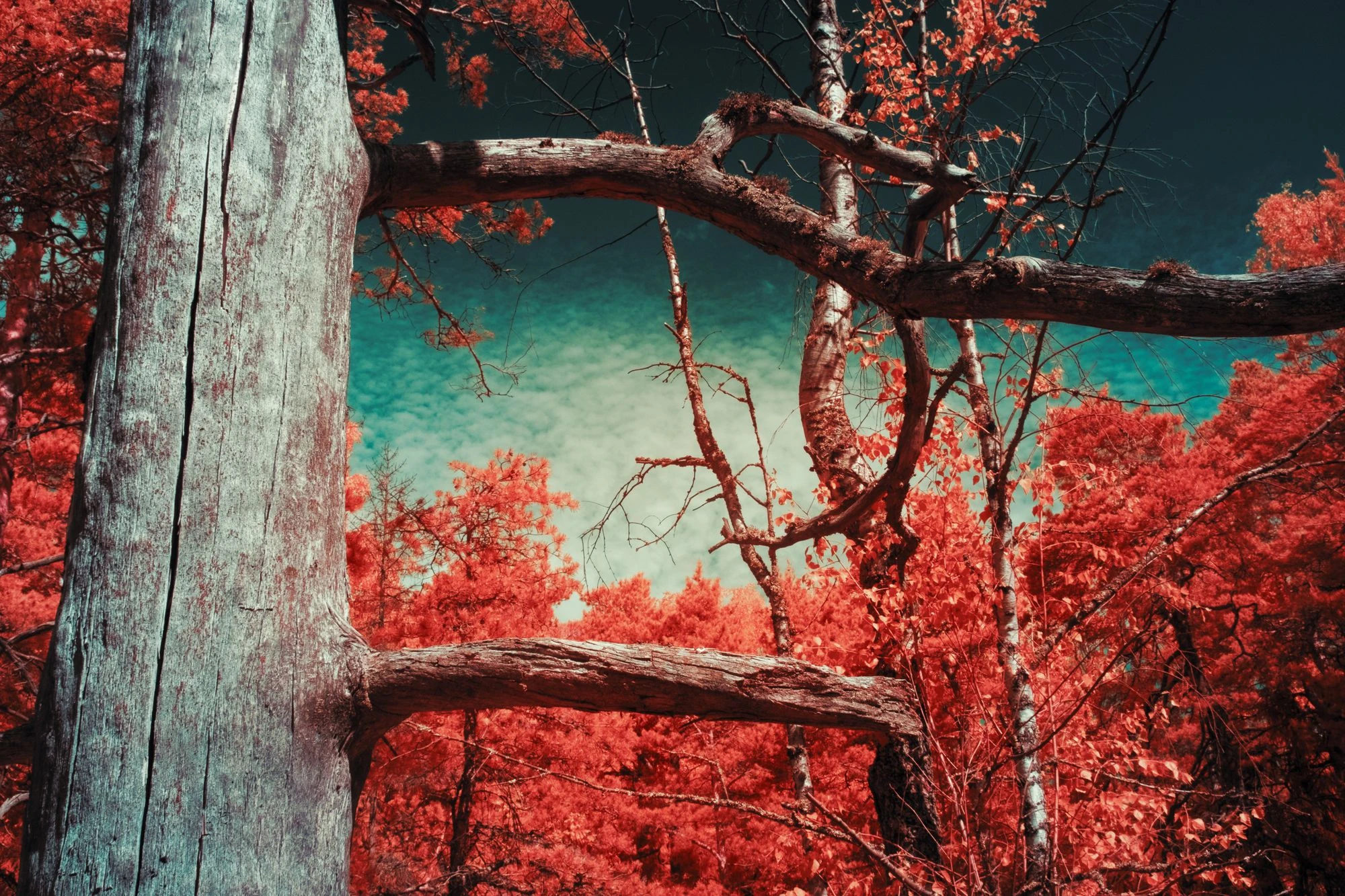The Tree That Remembers Light