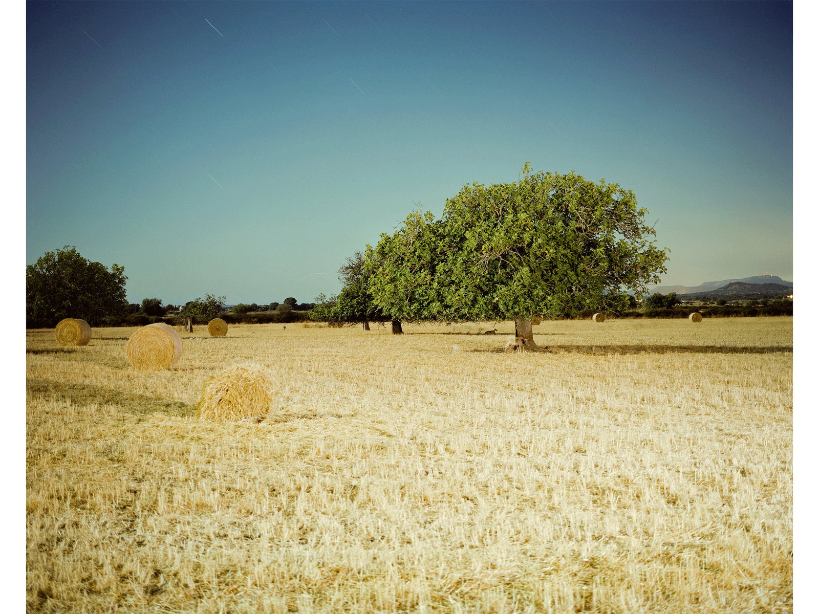 Fine art photography by André Wagner: A lost sheep, Spanien.