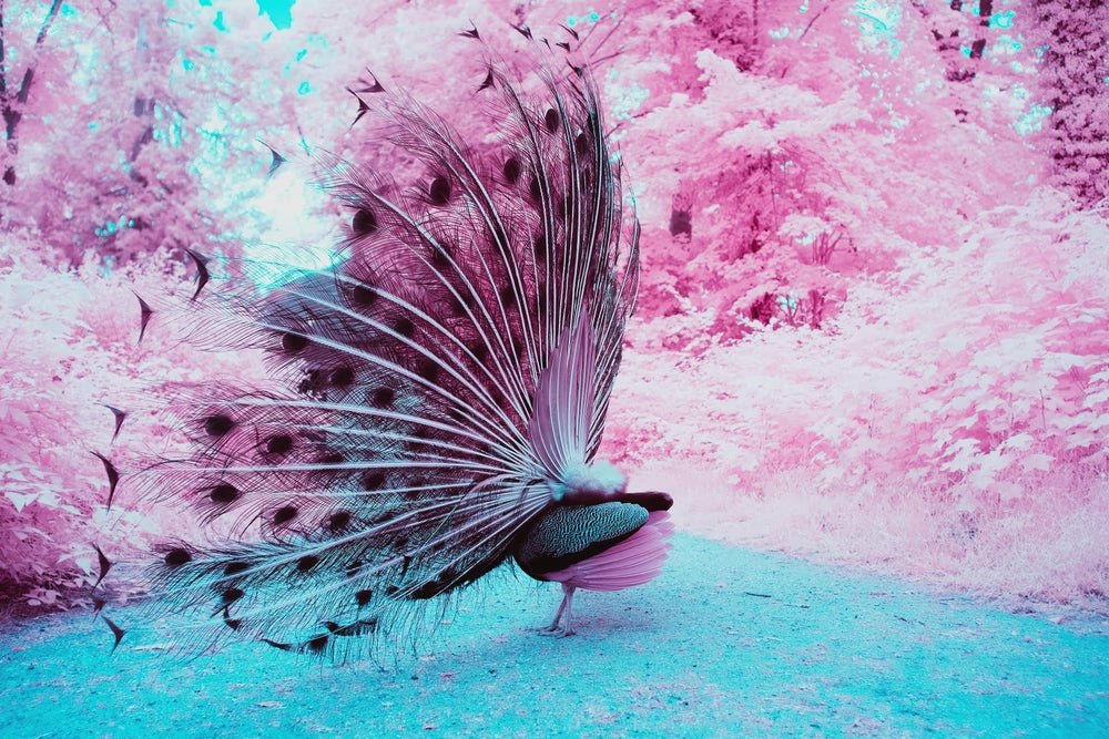 Photographie d’art infrarouge d’André Wagner: A majestic peacock #2, Deutschland.