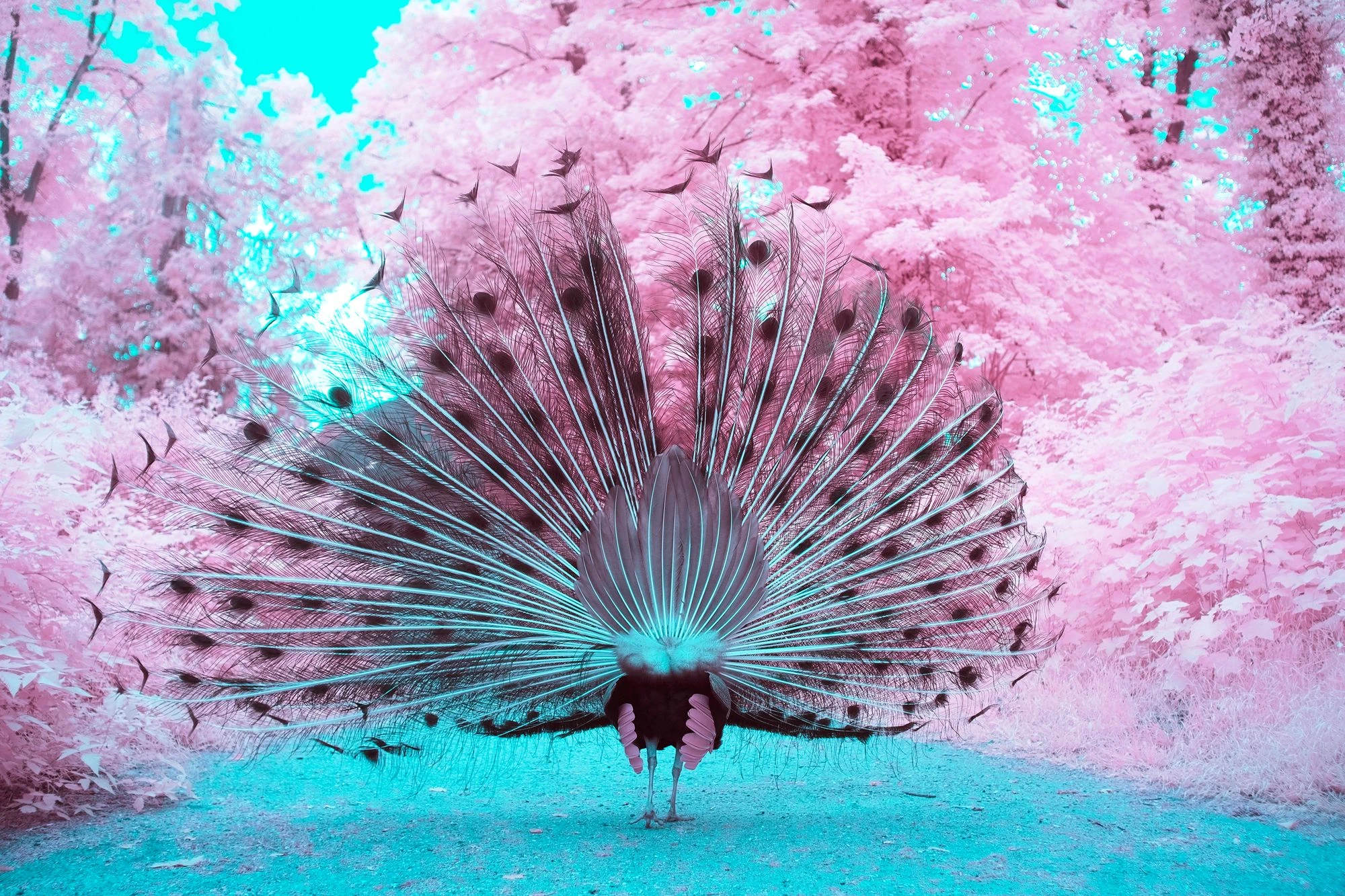 Photographie d’art infrarouge d’André Wagner: Vue de dos, la roue du paon devient une construction ouverte — A majestic peacock #3.