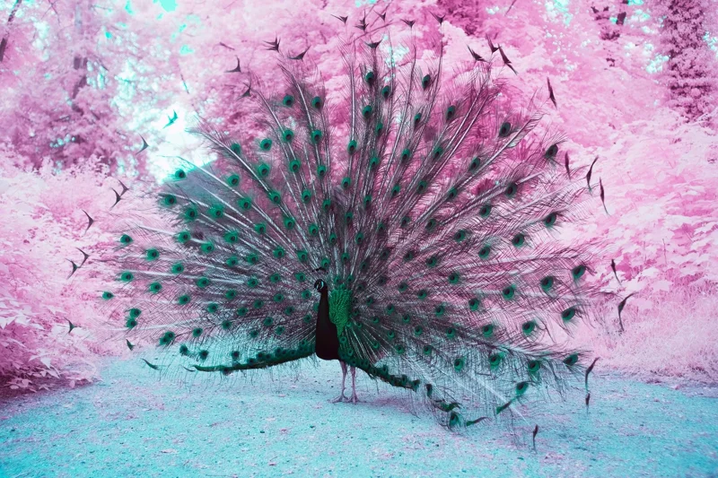 Photographie d&rsquo;art infrarouge d&rsquo;Andr&eacute; Wagner: Le paon se tient presque de face &mdash; A majestic peacock.