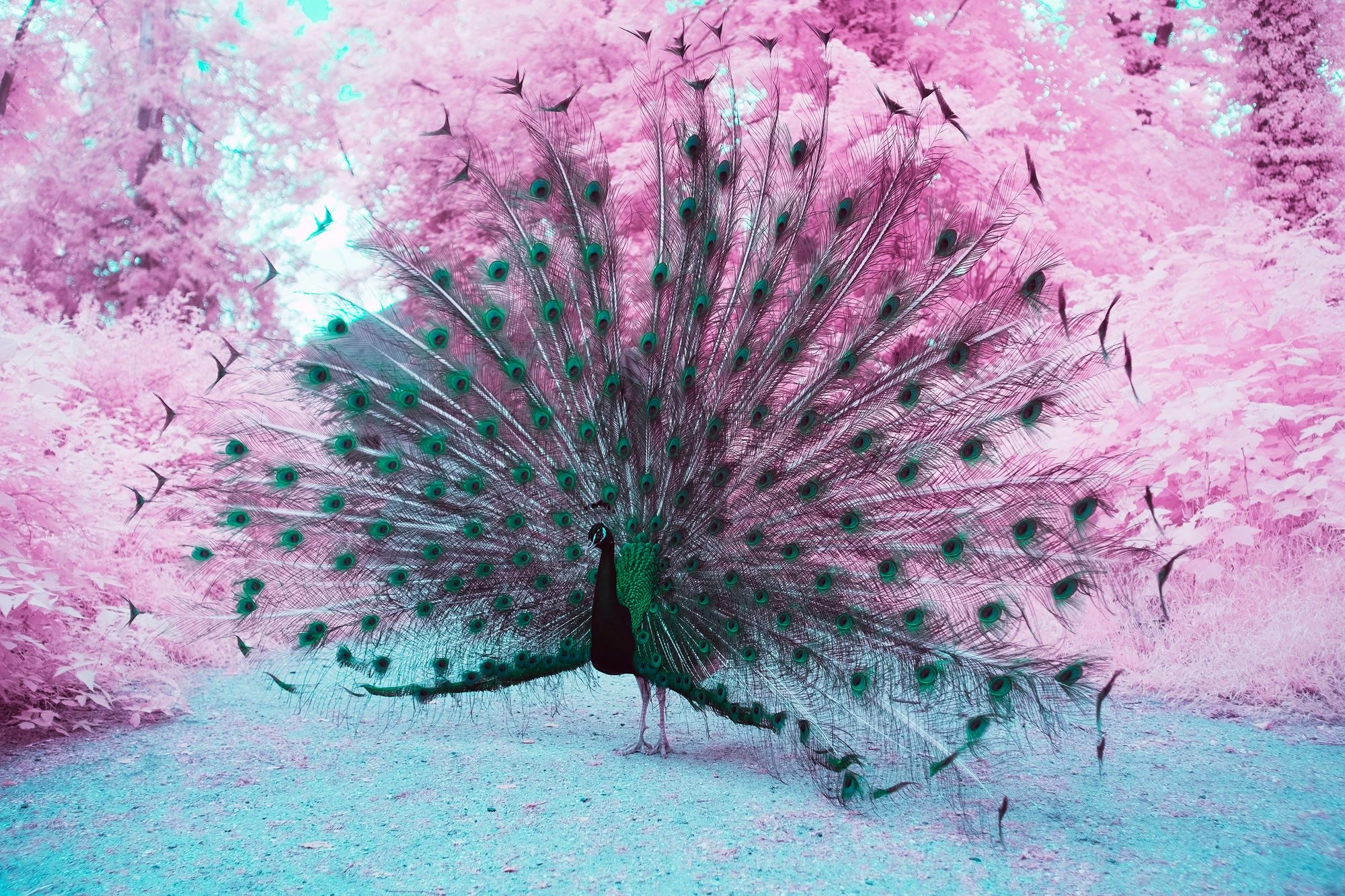 Photographie d&rsquo;art infrarouge d&rsquo;Andr&eacute; Wagner: Le paon se tient presque de face &mdash; A majestic peacock.
