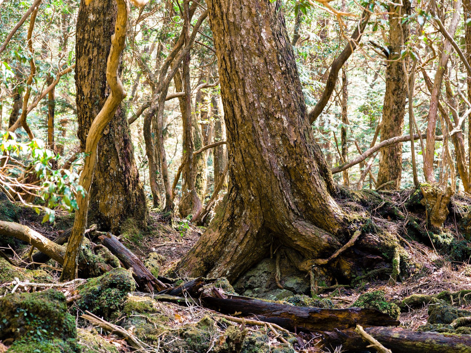Photographie d’art d’André Wagner: Un tronc massif déploie de larges racines au sol — Aokigahara Forest 2.