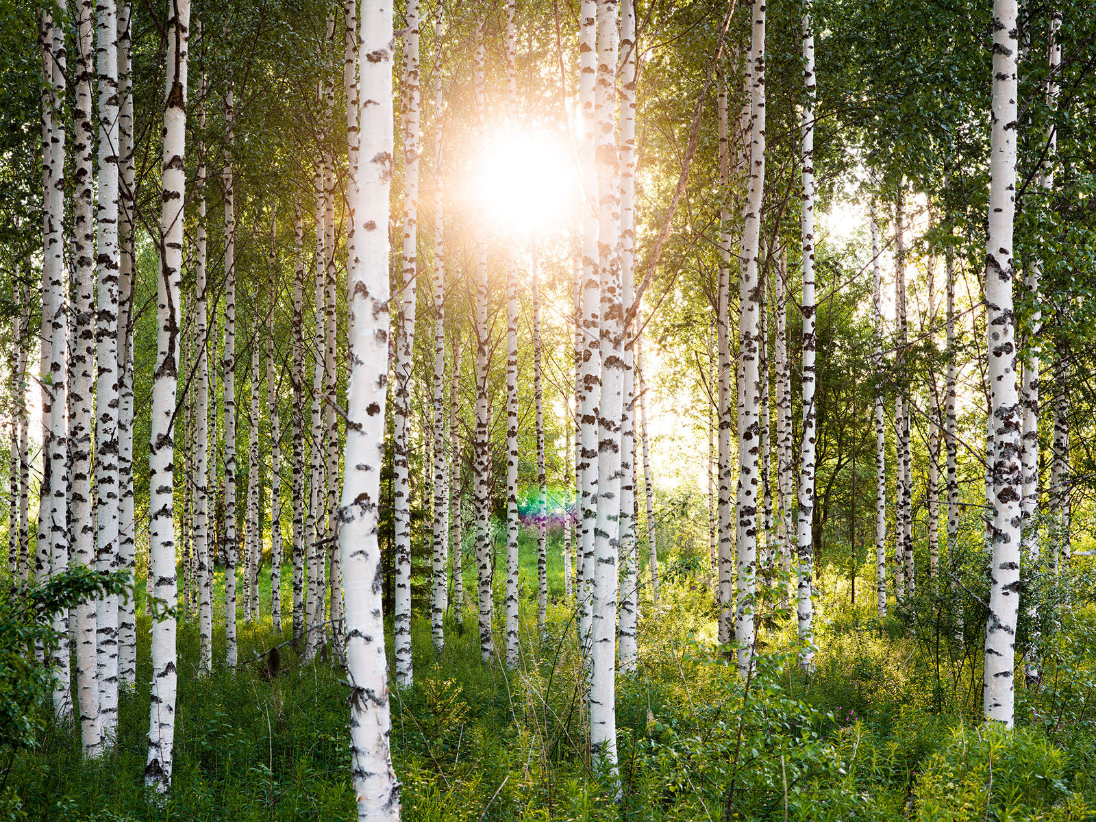 Fine art photography by André Wagner: Bright sunlight appears between white birch trunks, washing out a small area of foliage — Atmospheric birch forest 4, Finnland.