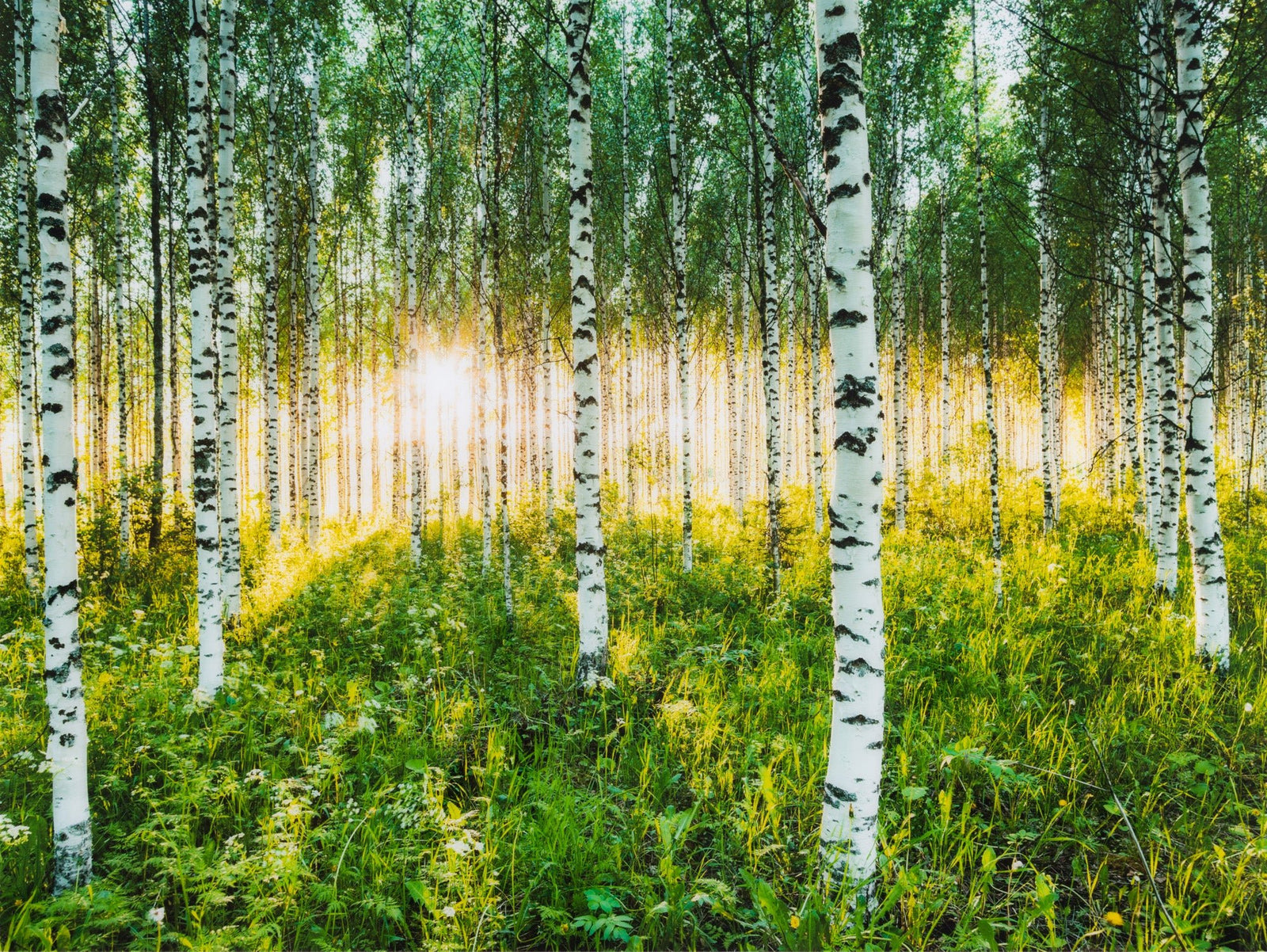 Photographie d’art d’André Wagner: Atmospheric birch forest, Finnland.