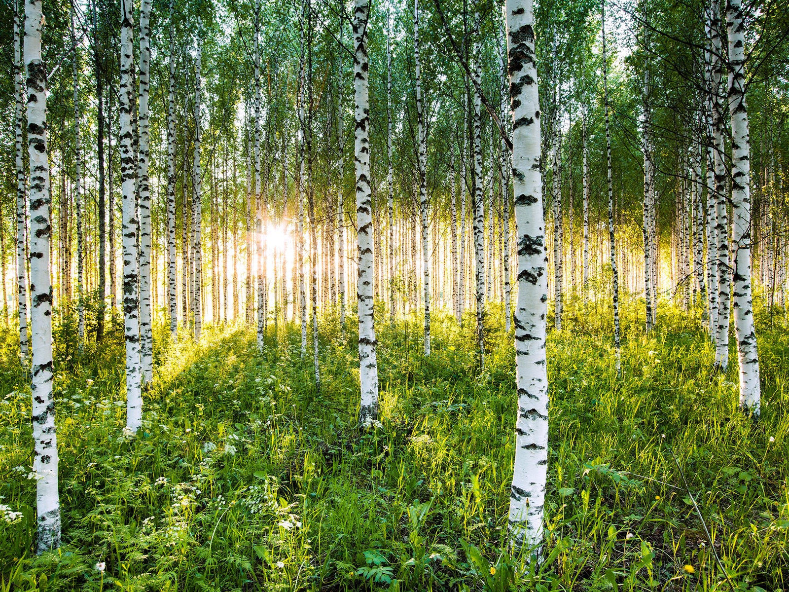 Fine art photography by André Wagner: Atmospheric birch forest, Finnland.