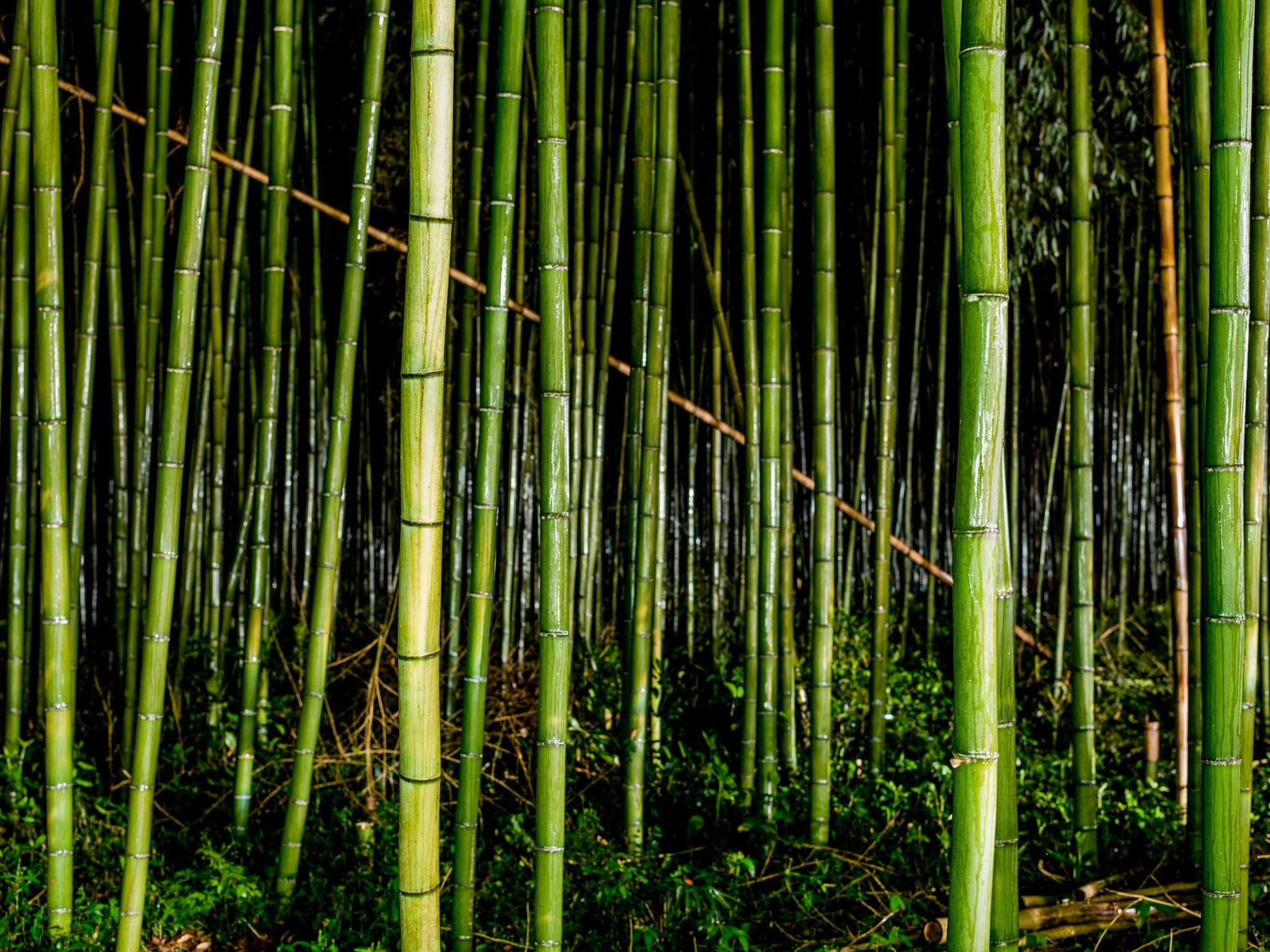 Photographie d’art d’André Wagner: Des chaumes de bambou d’un vert brillant se dressent à des distances variables devant un fond très sombre — Bamboo in the Rain 1, Japan.