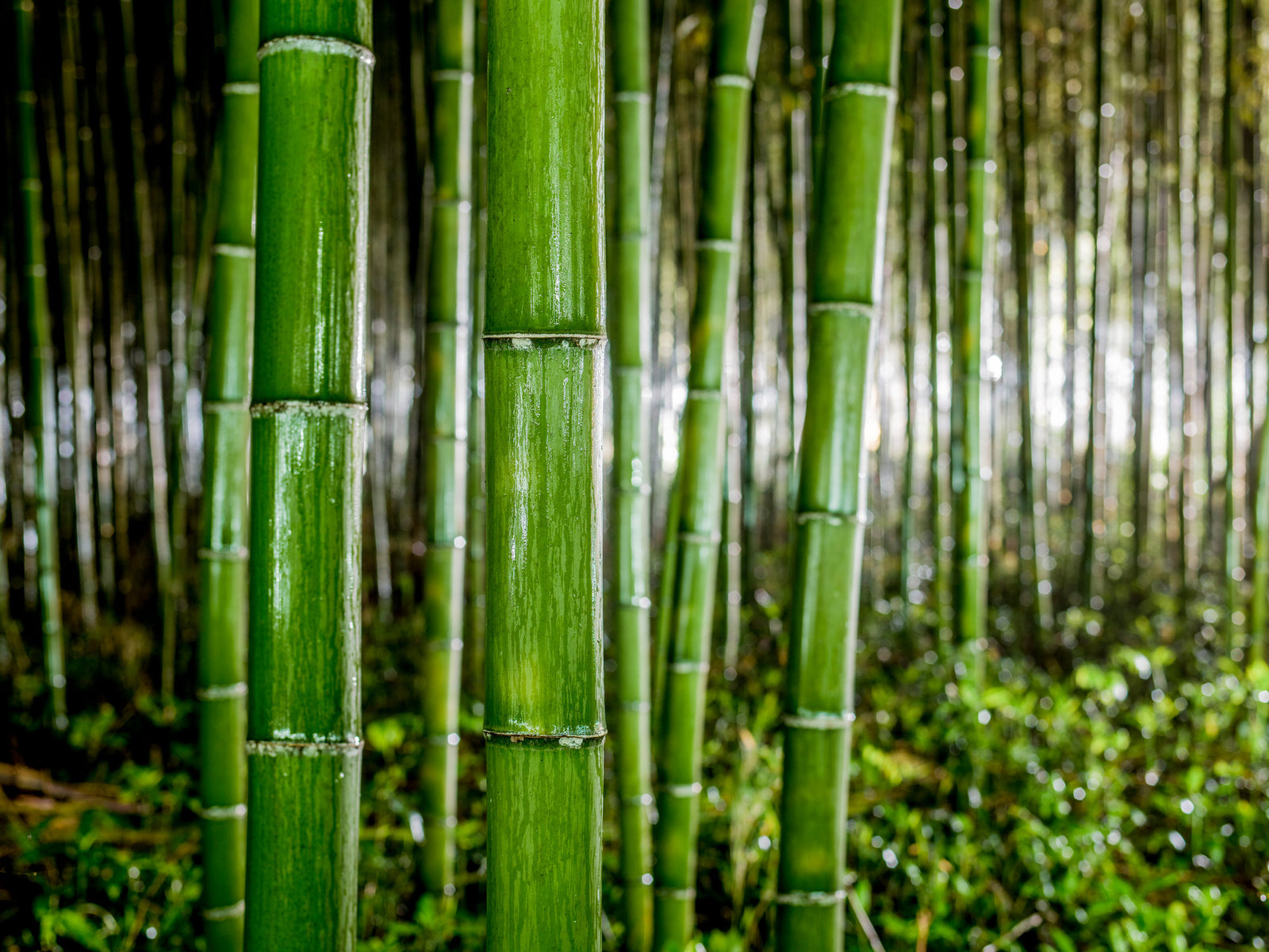 Photographie d’art d’André Wagner: Quelques tiges épaisses de bambou vert se dressent près de l’objectif — Bamboo in the Rain 2, Japan.