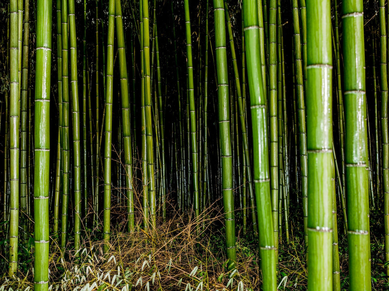 Photographie d’art d’André Wagner: De hautes tiges de bambou vert forment un mur dense, devant lequel repose en bas un entrelacs clair de rameaux et de feuilles d’aspect sec — Bamboo in the Rain 3, Japan.