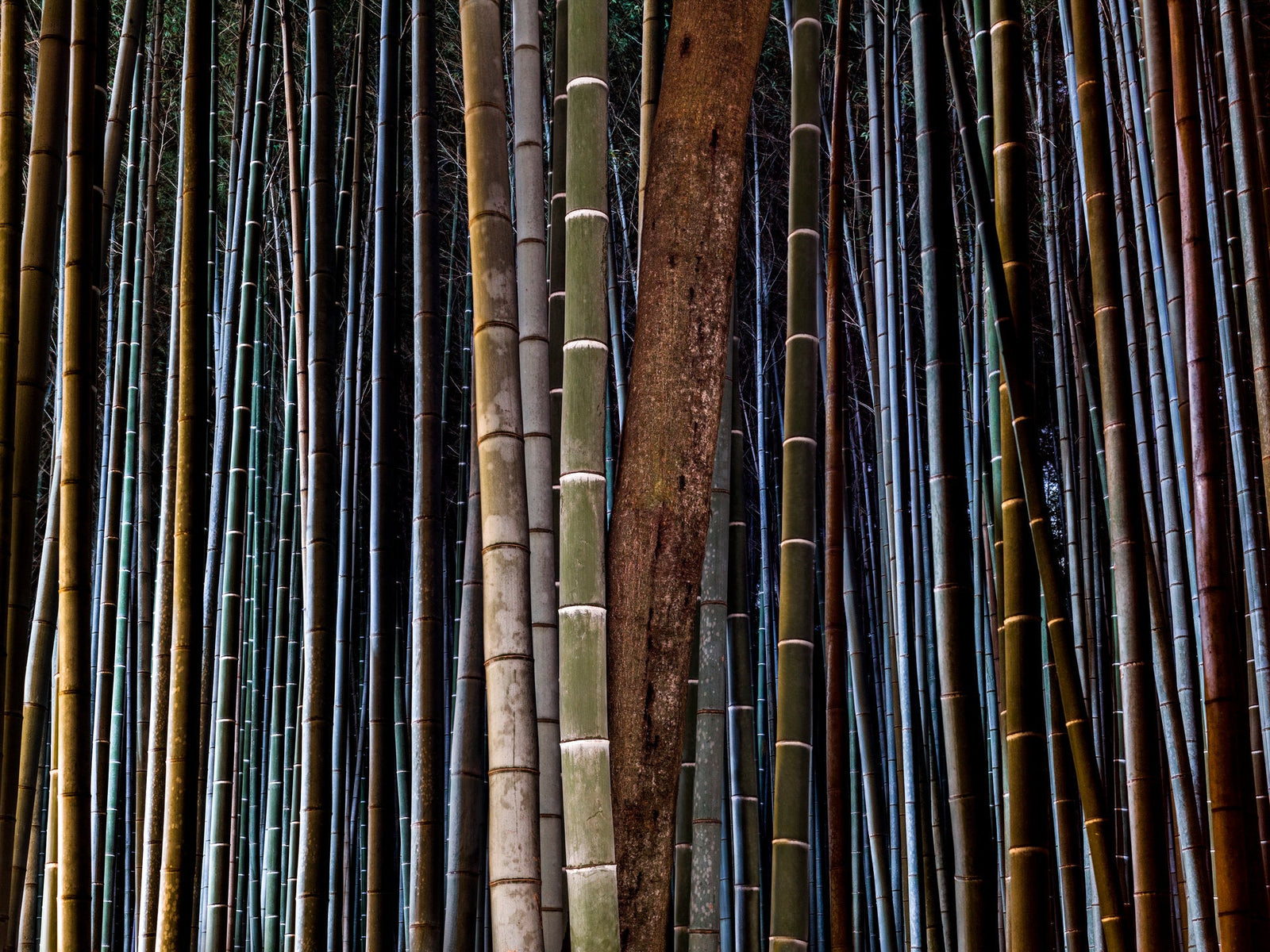 Photographie d’art d’André Wagner: Des chaumes de bambou serrés les uns contre les autres remplissent l’image de lignes verticales — Bamboo twilight 2, Japan.