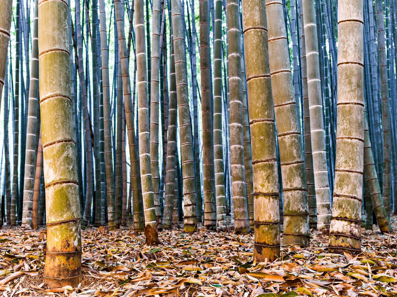 Photographie d’art d’André Wagner: Un sol couvert de feuilles sèches porte un groupe dense de hauts bambous — Bamboo Twiligt 1, Japan.