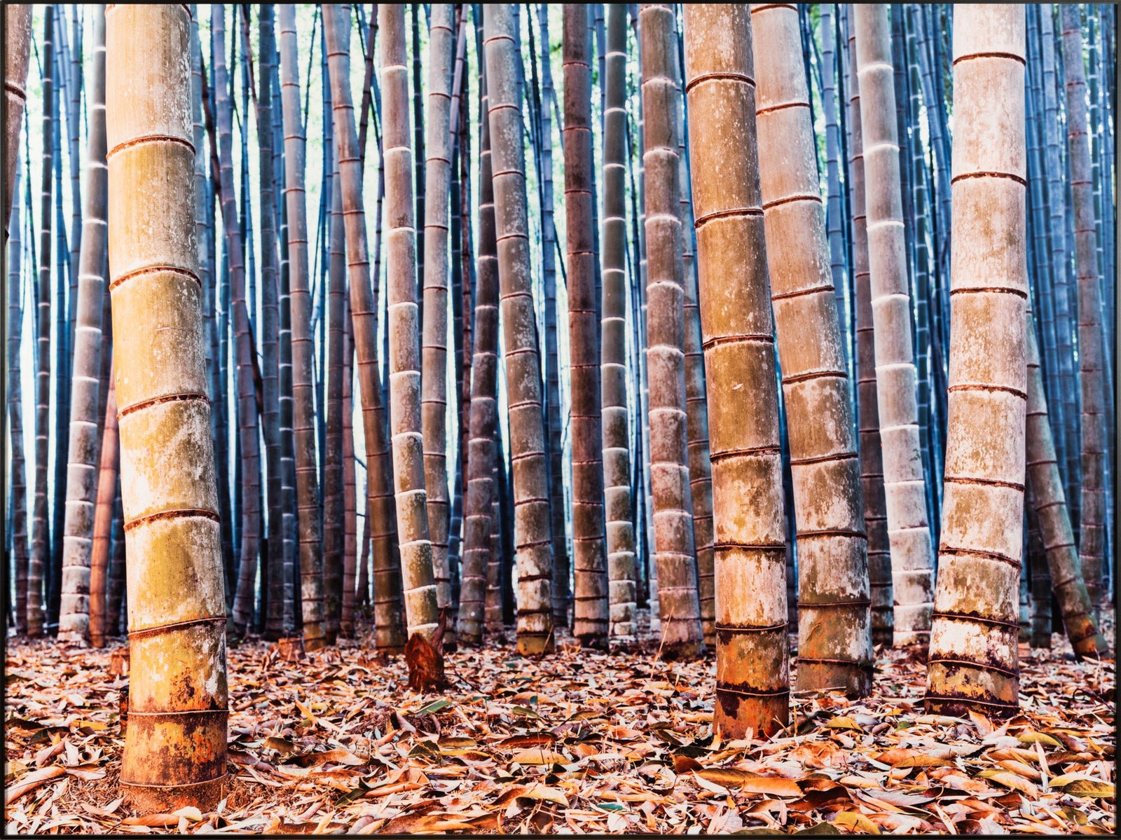Photographie d’art d’André Wagner: Bamboo twiligt 1, Japan.