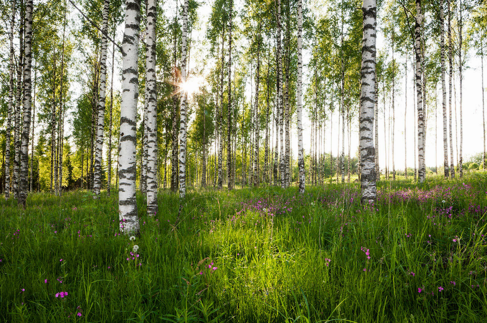 Fine art photography by André Wagner: Slender white birches rise from green ground dotted with small violet flowers — Birkenwald 7, Finnland.
