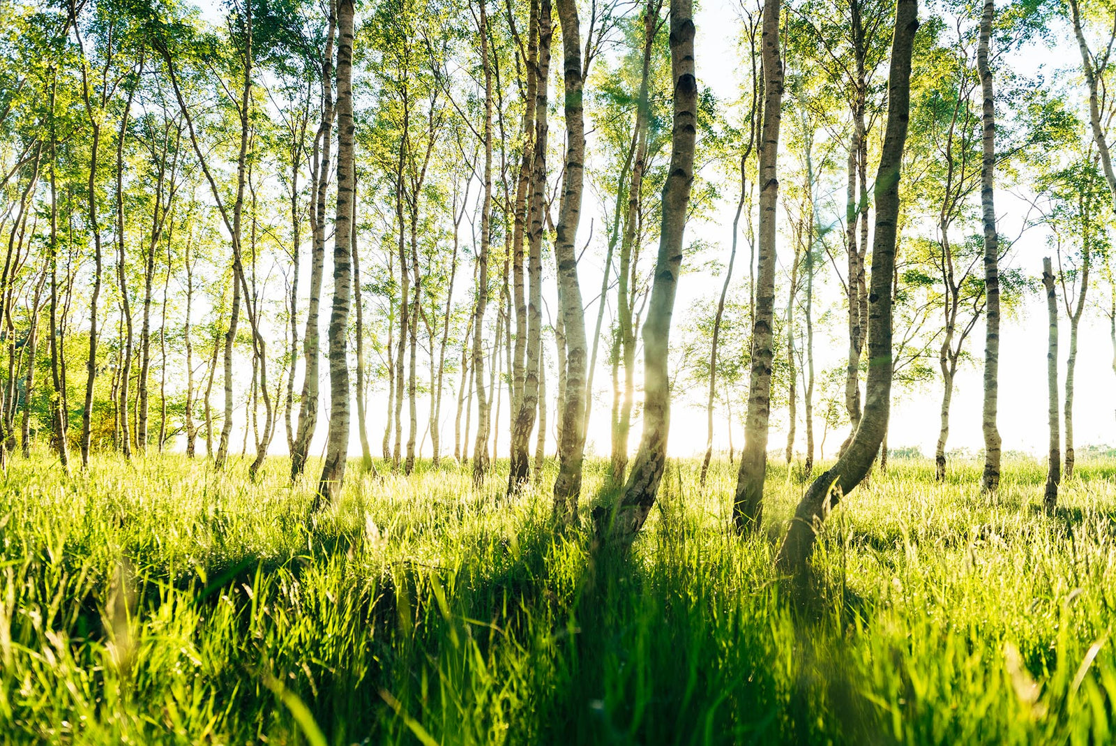Photographie d’art d’André Wagner: Des bouleaux élancés se dressent dans une prairie vert clair — Birkenwald auf der insel rügen, Deutschland.