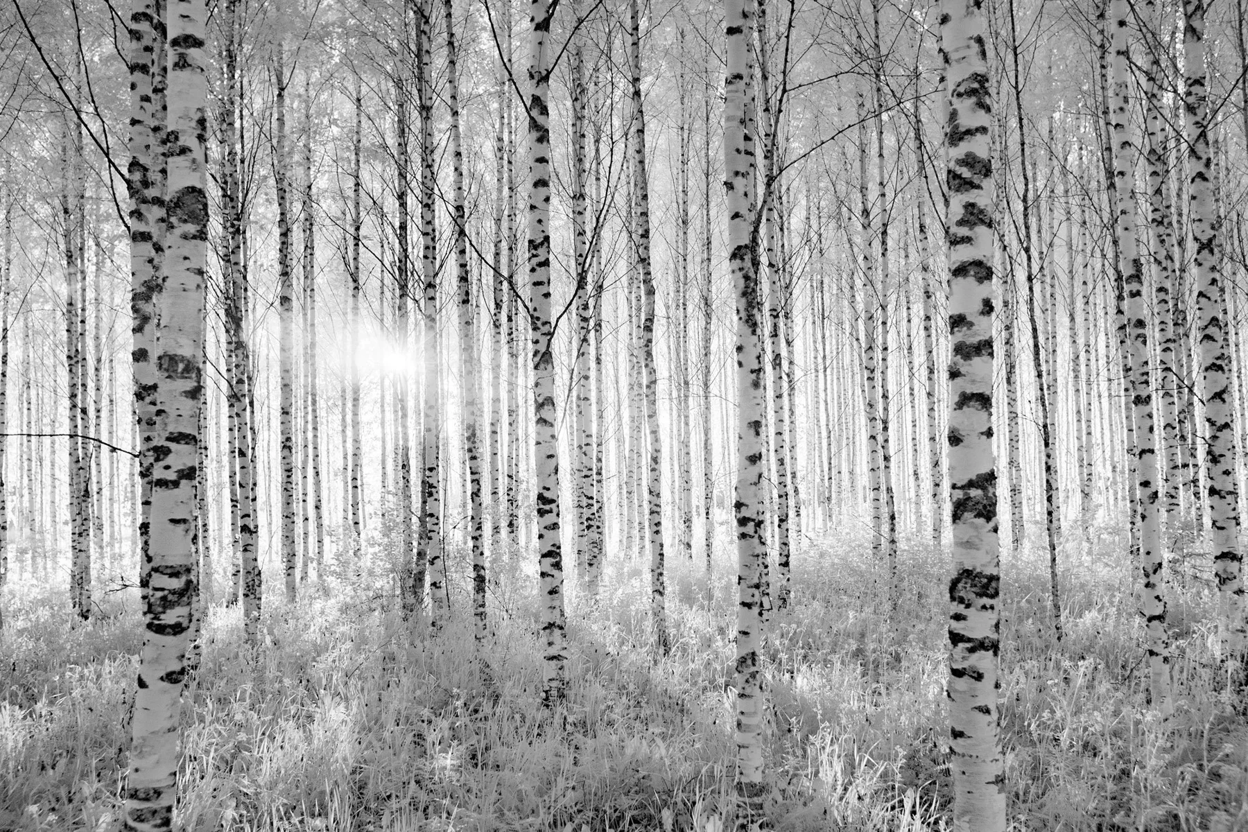 Forêt de bouleaux en noir et blanc.