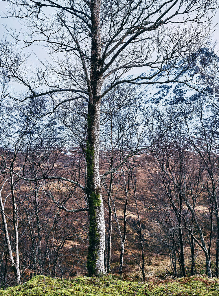Photographie d’art d’André Wagner: Un grand tronc de bouleau clair se dresse presque au milieu du format vertical — Birkenwald und Berg 2, Indien.