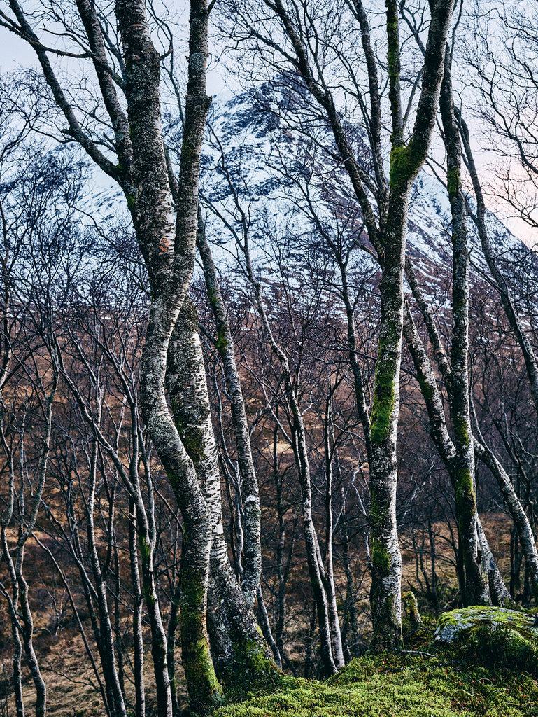 Photographie d’art d’André Wagner: Des bouleaux élancés se dressent devant un versant plus sombre et irrégulier — Birkenwald und Berg, Indien.