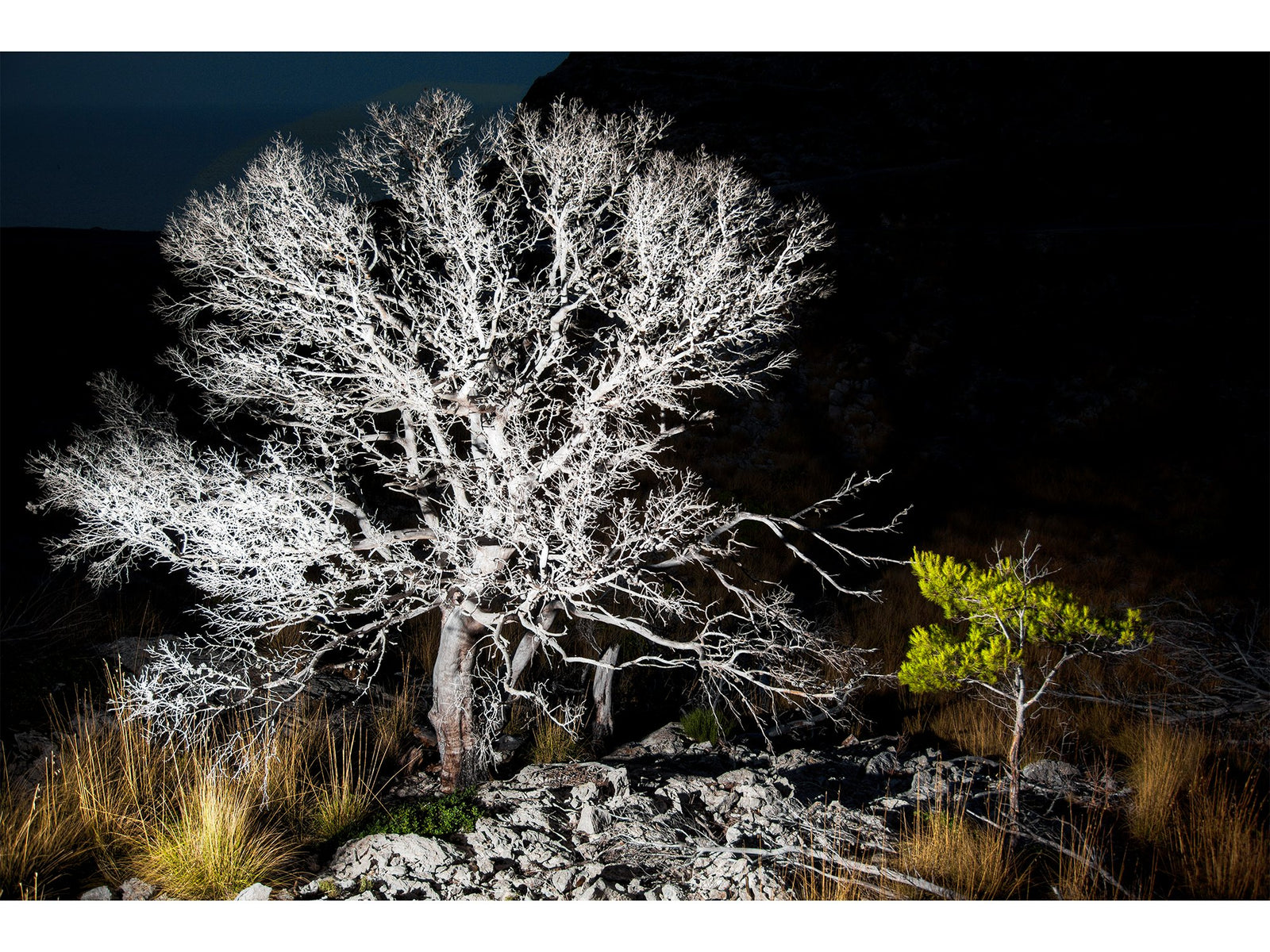 Fine art photography by André Wagner: A large bare tree shines white against an almost black background — Birth and death, Spanien.