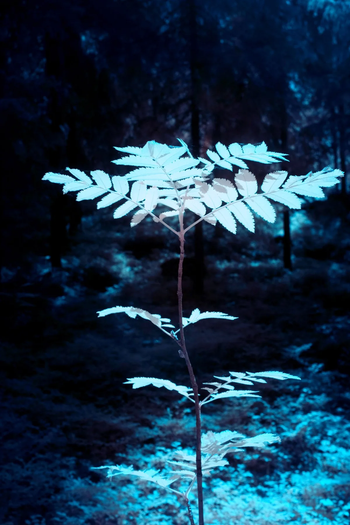 Feuilles bleues sur fond sombre.
