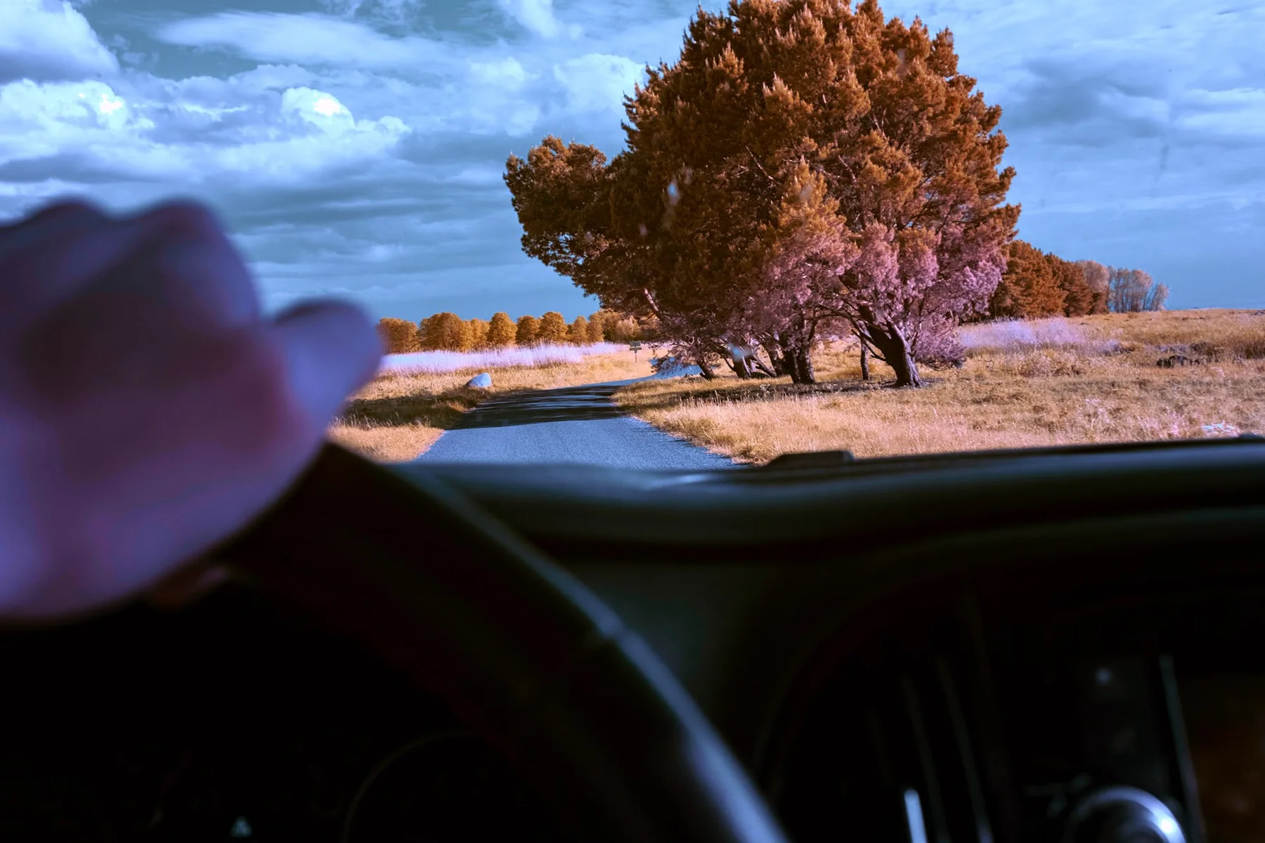 Vue depuis une voiture vers un arbre.