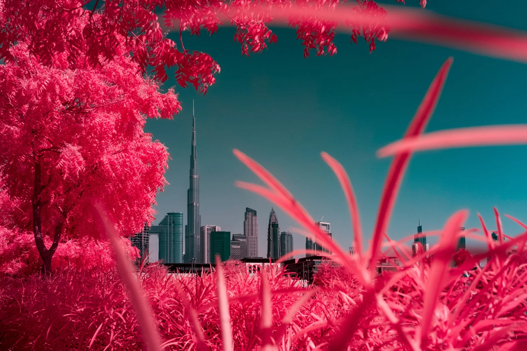 Vue à travers une végétation rouge vers la silhouette de Dubaï et le Burj Khalifa.