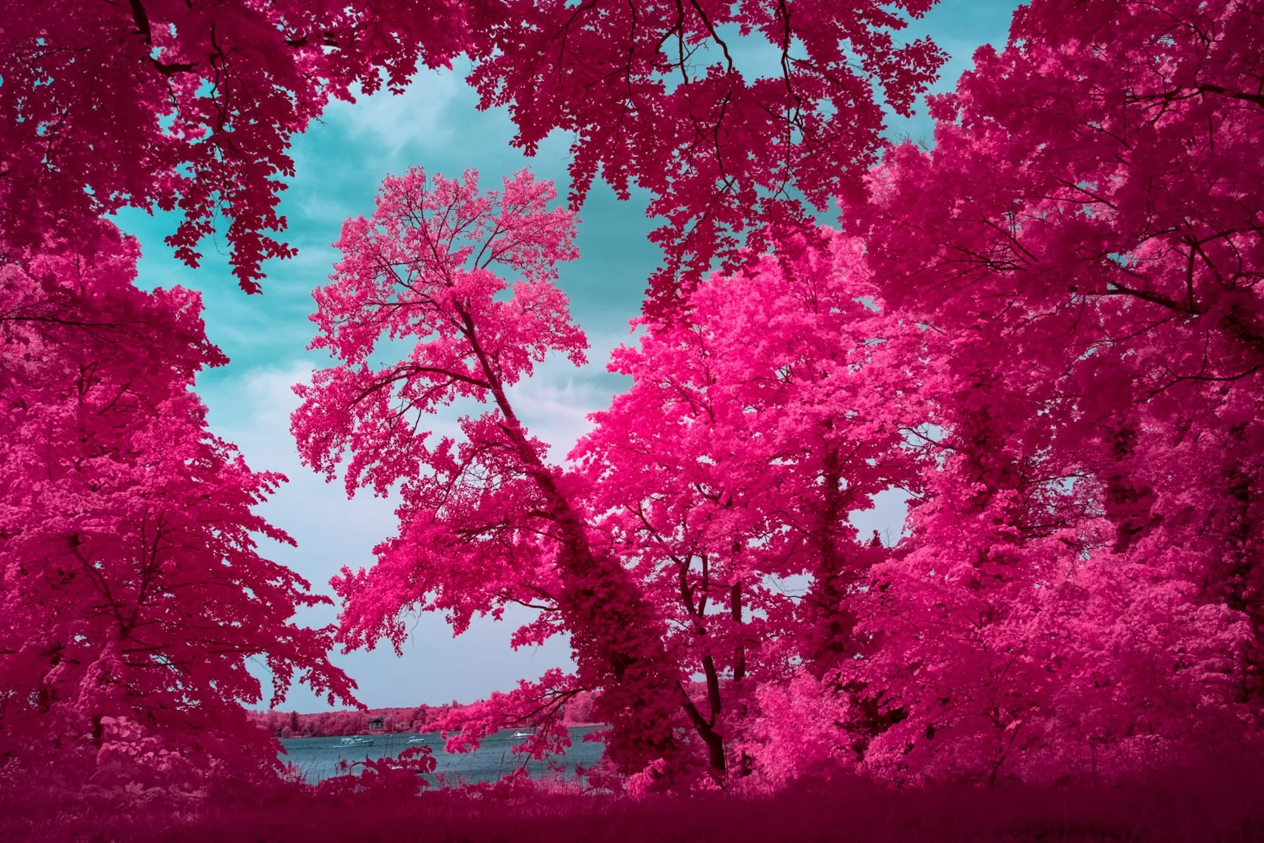 Vue sur une étendue d’eau entre des arbres roses.
