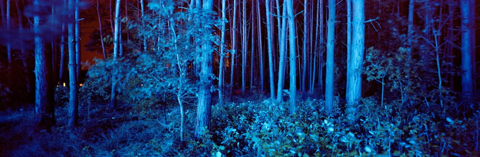 Fine art photography by André Wagner: Blue trunks stand closely together across an elongated frame — Blue forest, Deutschland.