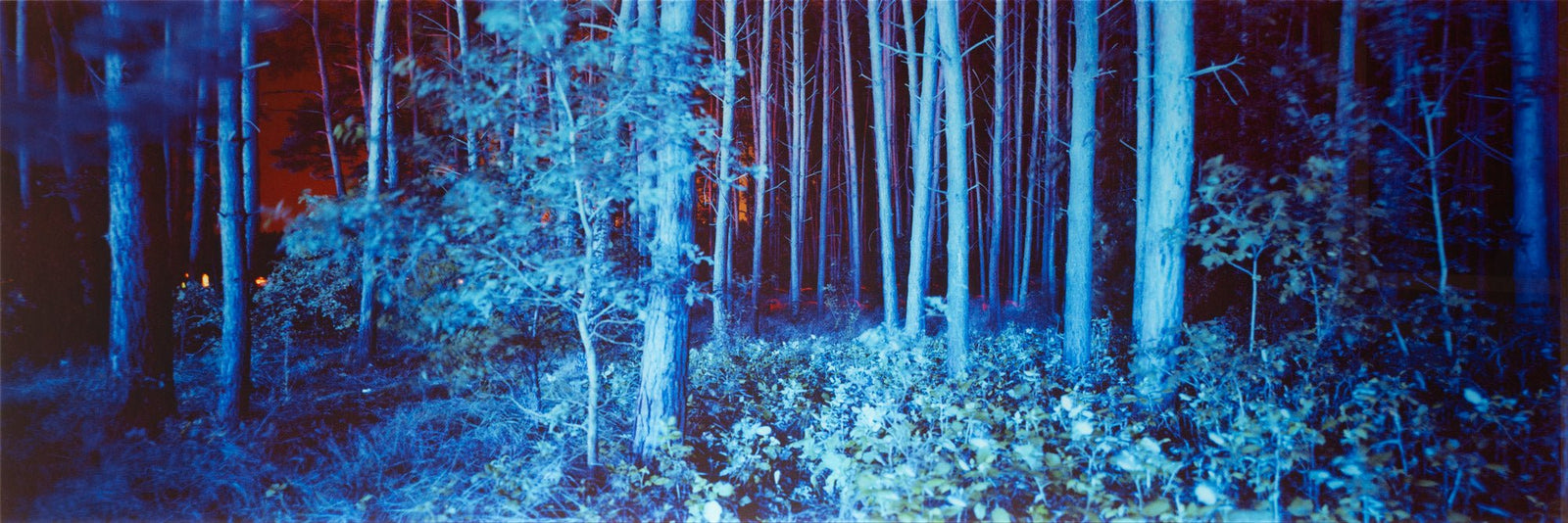 Photographie d’art d’André Wagner: Blue forest, Deutschland.