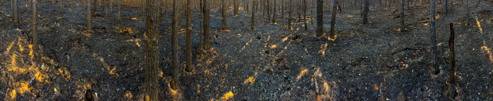 Photographie d’art d’André Wagner: Des troncs minces et sombres se dressent dans une vue forestière très large et basse — Burned Forest 1.