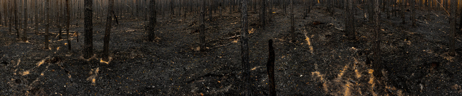Photographie d’art d’André Wagner: Un sol forestier sombre s’étend entre des troncs fins et étroitement échelonnés — Burned Forest 2.