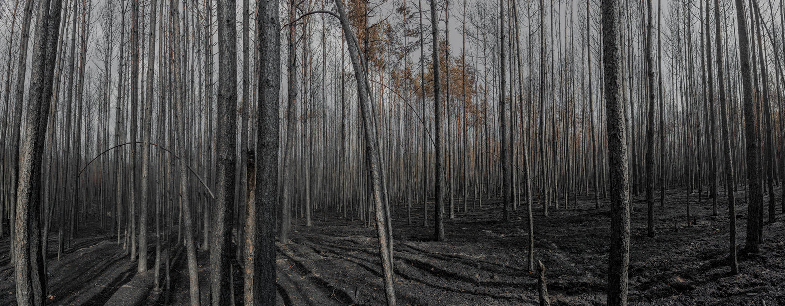 Photographie d’art d’André Wagner: De très nombreux troncs fins, presque nus, s’élèvent dans une vue grise de forêt — Burned Forest 3.
