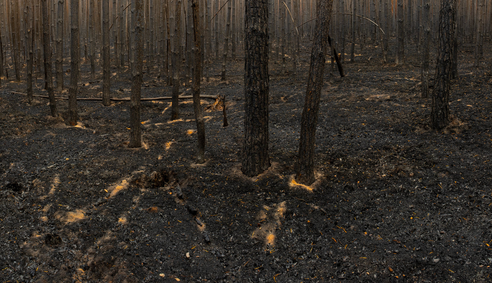 Photographie d’art d’André Wagner: Un tronc puissant et sombre se dresse à droite du centre, devant de nombreux arbres plus fins — Burned Forest 4.