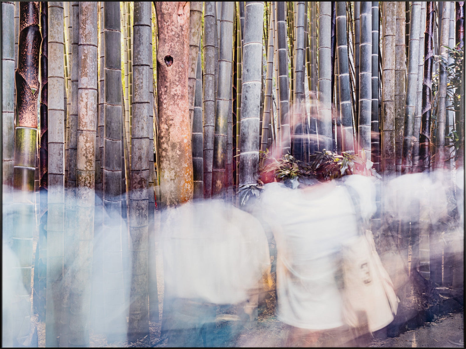 Fine art photography by André Wagner: Pale human forms pass before dense upright bamboo — Cloudy people in a bamboo forest, Japan.