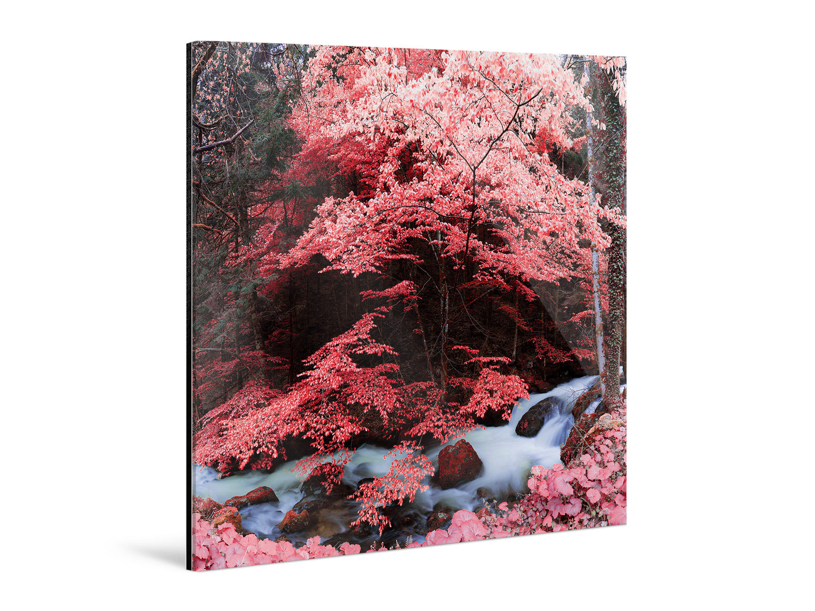 Additional view of the photographic artwork “Copy of INFRARED BLACKFOREST 1, DEUTSCHLAND” by André Wagner.