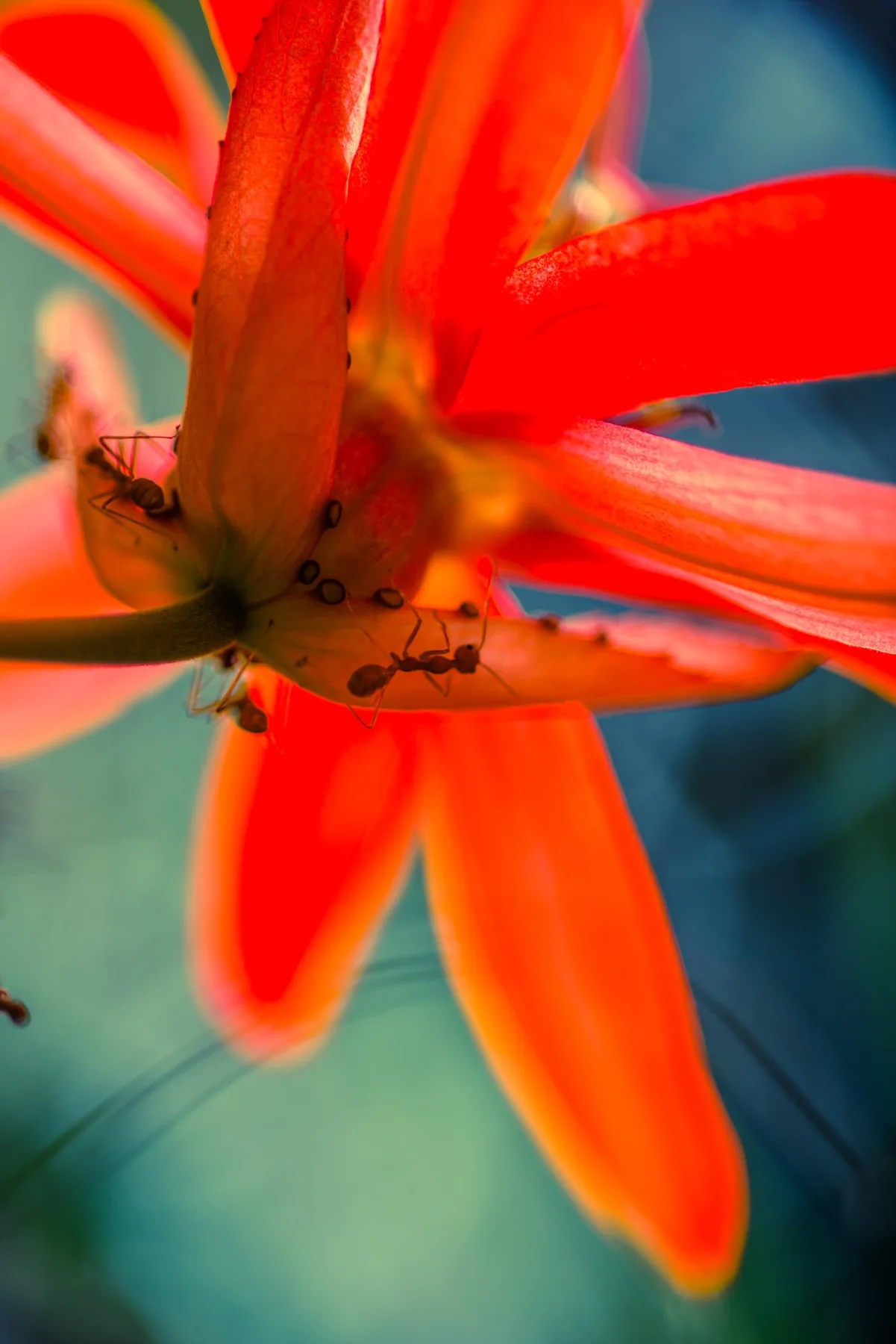 Detail of an orange-red flower with small ants.