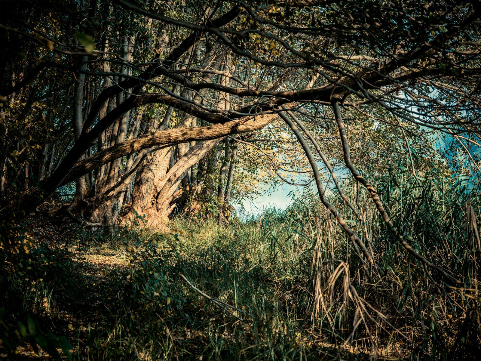 Fine art photography by André Wagner: Heavy branches span a narrow dark path — Deutscher wald 2, Deutschland.