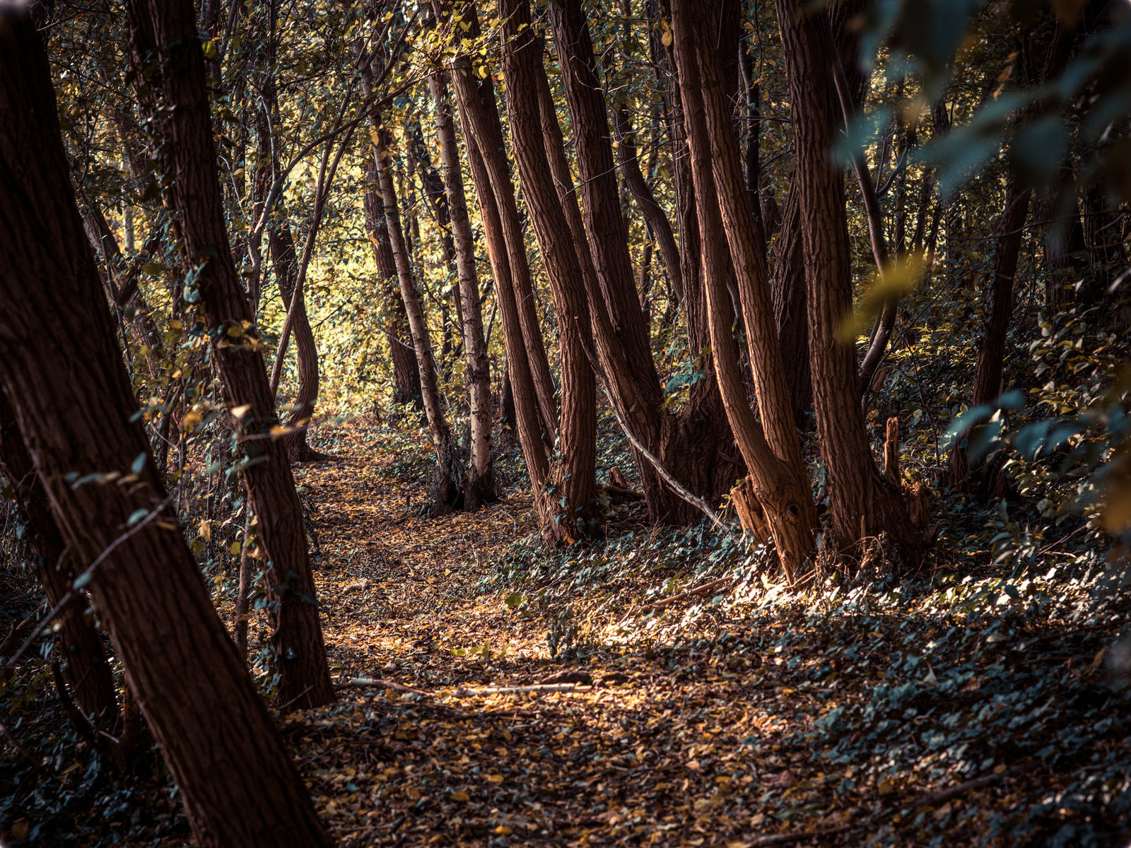 Fine art photography by André Wagner: A narrow leaf-covered path leads between crowded trunks towards a bright opening — Deutscher Wald 3.