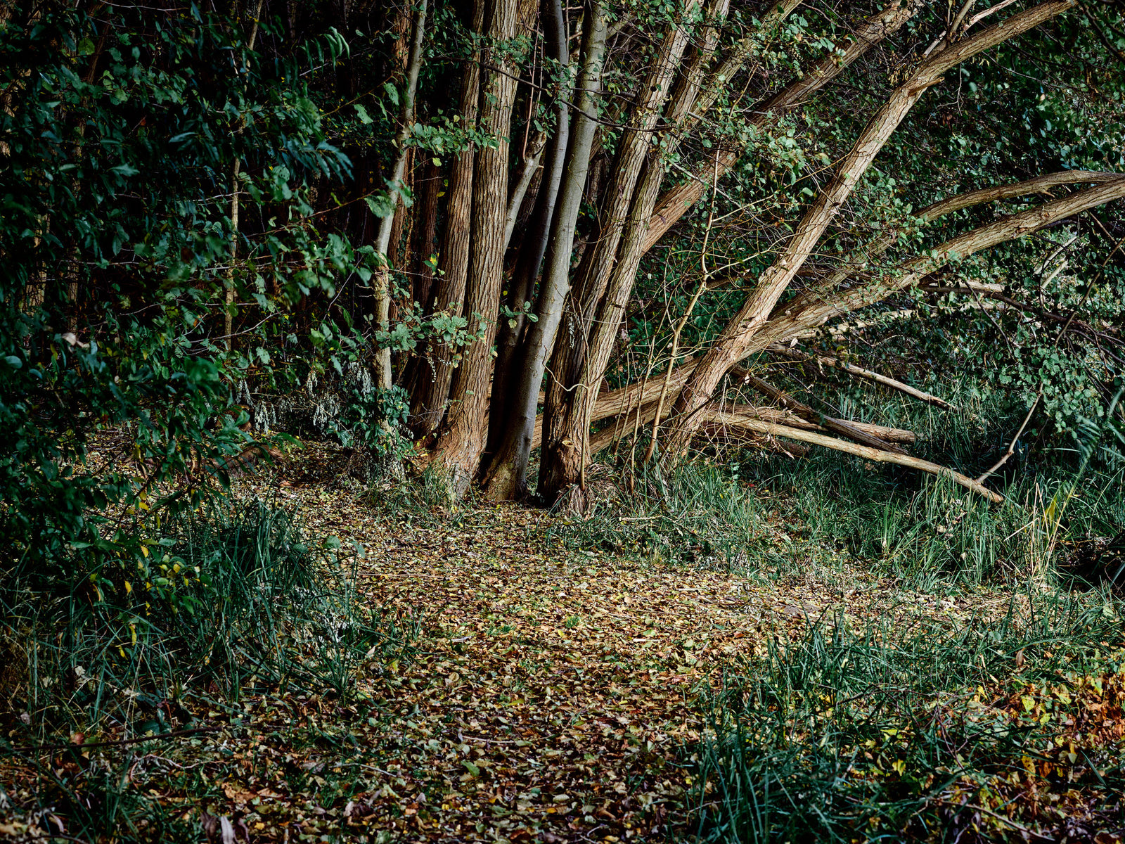 Fine art photography by André Wagner: Several slender trunks rise from a crowded common ground and fan towards the right — Deutscher Wald 4.