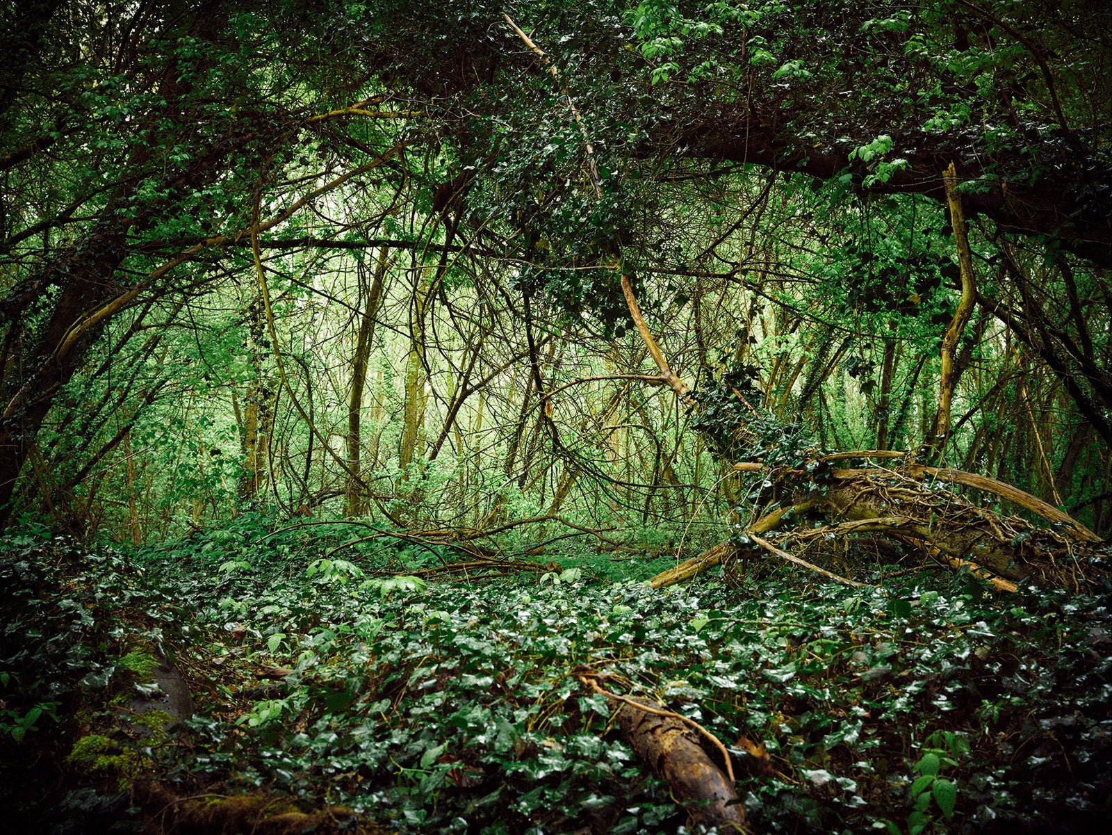 Fine art photography by André Wagner: Dark branches form an irregular arch above dense woodland growth — Deutscher wald, Deutschland.