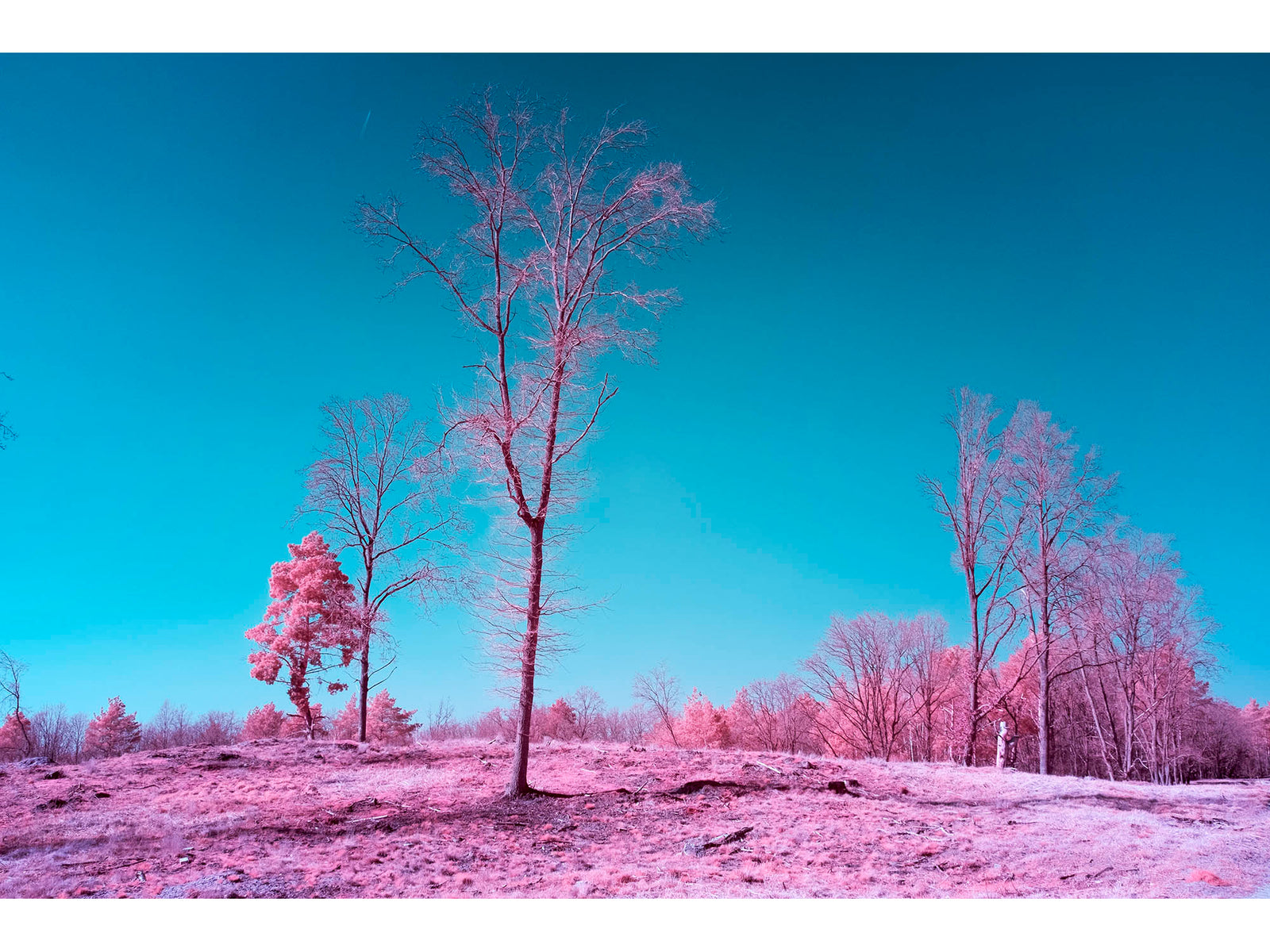 Infrared fine art photography by André Wagner: A tall, nearly bare tree stands near the centre of a low rise — Döberitzer heide 2, Deutschland.