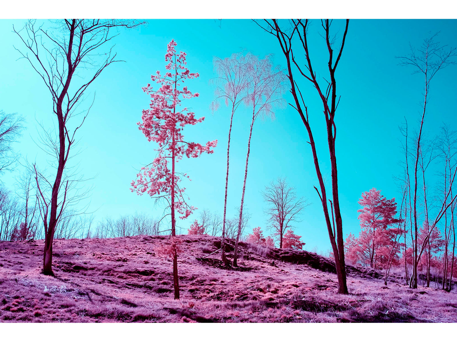 Infrared fine art photography by André Wagner: Slender, partly bare trees stand above open pink ground beneath a turquoise sky — Döberitzer heide, Deutschland.