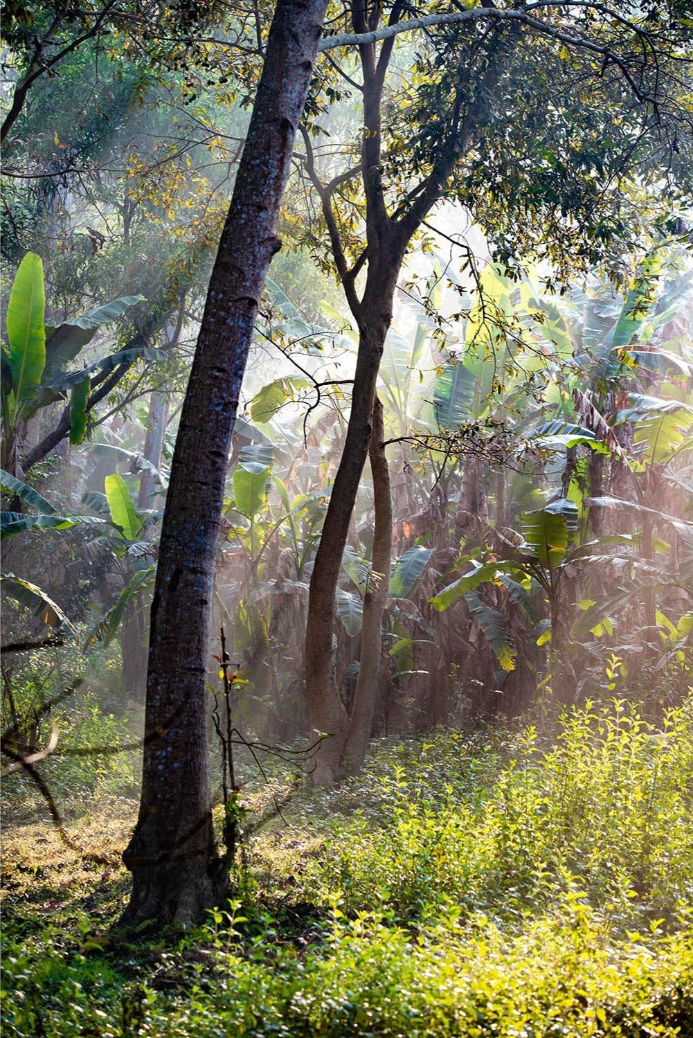 Photographie d’art d’André Wagner: Un tronc sombre s’élève au premier plan et divise le format vertical étroit — Dschungle west bengal, Indien.
