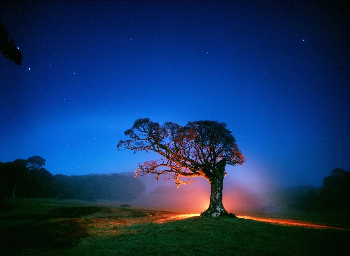 A single tree in a meadow at night, lit by a firelight, with a starry sky in the background.