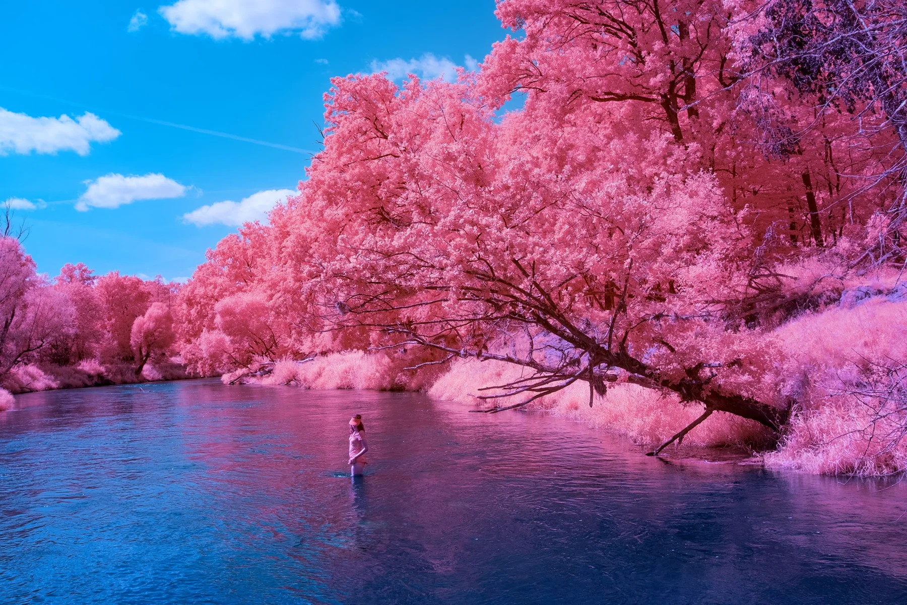Une personne au bord de l’eau devant des arbres roses.