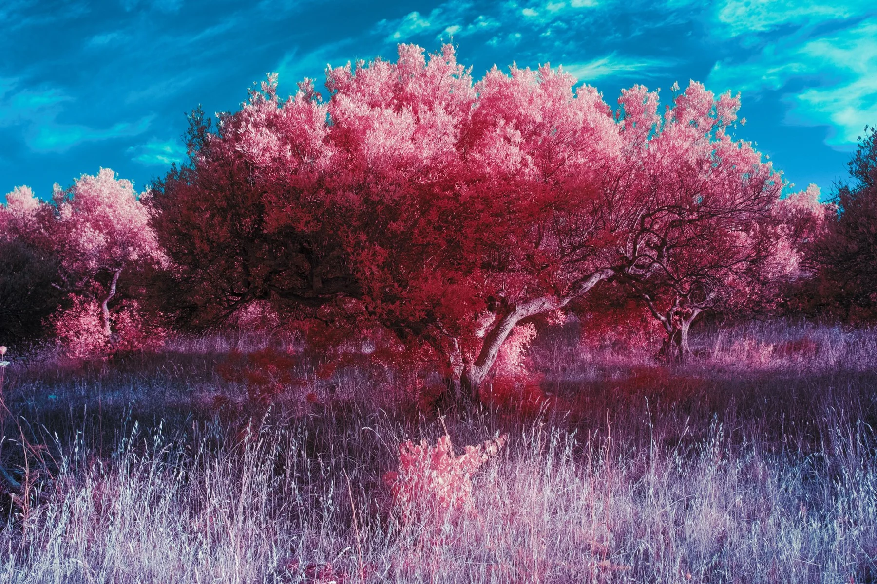 Arbre rose isolé dans une prairie.