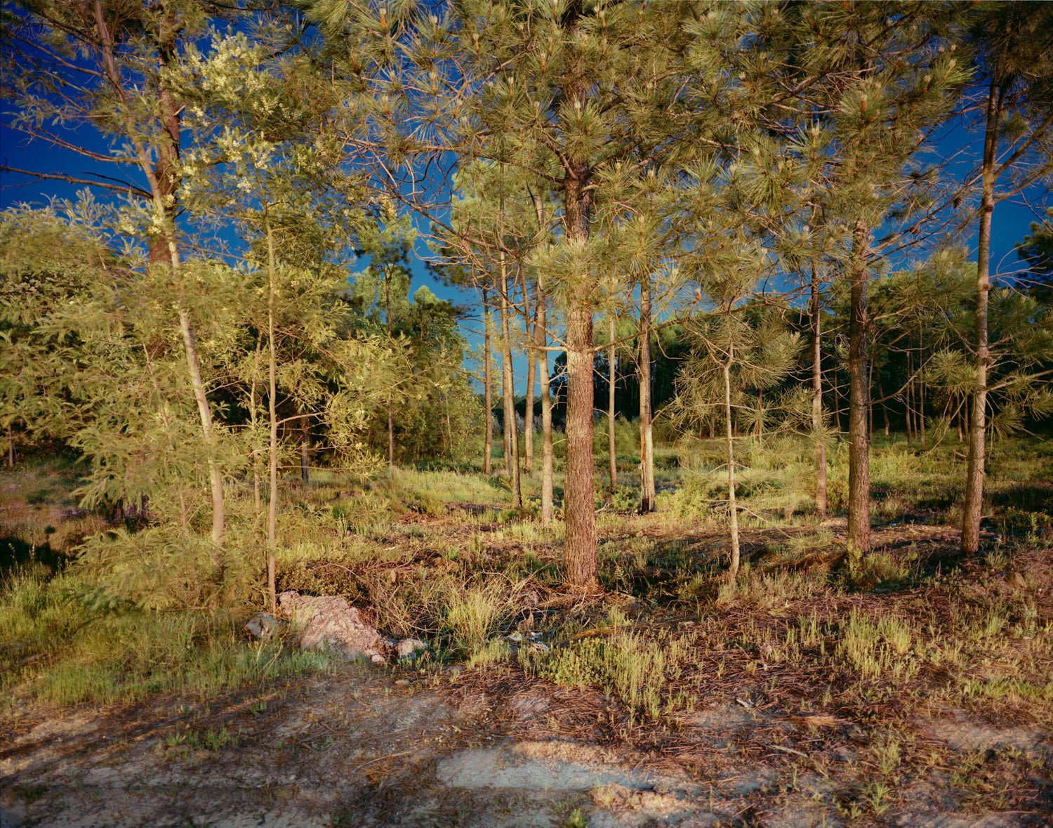 Fine art photography by André Wagner: Slender trees stand on uneven, partly stony ground — Electric Wood, Portugal.